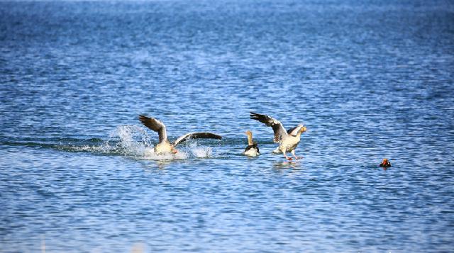 How good is the ecology of Jiayuguan, these birds know best! 